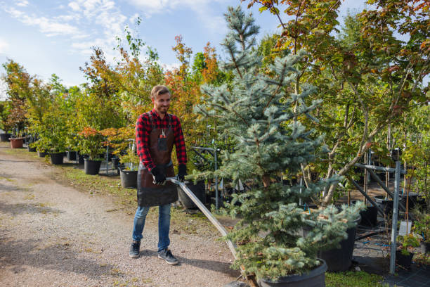 How Our Tree Care Process Works  in Wallace, LA